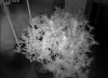 Camshot Flower Room 11-01-2015-IR.jpg