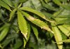 leaf1.jpg