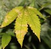 leaf2.jpg leaf2.jpg