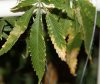 leaf3.jpg leaf3.jpg