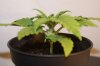 DSC04575.jpg