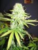 pot 21.jpg