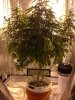 Early Flower 4 - Critical Kush.jpg