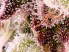 bruce banner day 48 purple trichrome.jpg bruce banner day 48 purple trichrome.jpg