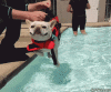 GIF-Dog-learn-to-swim.gif