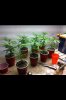 grow1-3.jpg