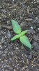 yellowing leaves.PNG