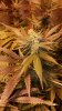 CK PHENO #2.jpg