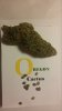 oregon cactus picture.jpg