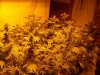 full bloom 005.jpg