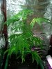 DSCF6468.jpg