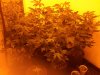 5gal smartpot.jpg