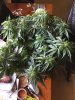 DAD SCROG GROW 2.jpg