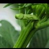 Male_Plant.jpg