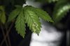 day_58_leaves01.jpg