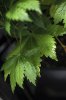 day_58_leaves04.jpg