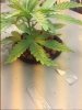 plant.JPG
