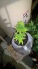 WP_20151203_21_18_36_Rich.jpg