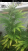 Screenshot_2015-12-08-14-20-02.png Screenshot_2015-12-08-14-20-02.png