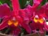 orchid red.gif