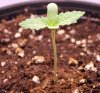 chemdawg4-#2-03.JPG chemdawg4-#2-03.JPG