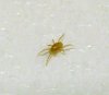 2015-11-16_soilmite.JPG