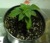 chemdawg4-#2-006.jpg