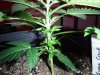 DSCF1501.JPG DSCF1501.JPG