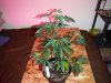 DSCF1518.JPG