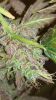 12_26_15g.PNG 12_26_15g.PNG