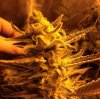 Slymer day 49 HPS.JPG