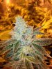 gorilla glue day 51.JPG