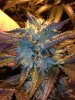 '91 OG day 51.JPG