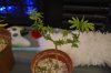 DSC_8205.JPG