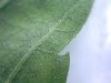 underside of leaf.jpg