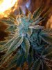 glue week 8.JPG