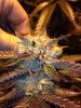 91 OG week 8.JPG