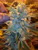 Glue 8 weeks.JPG