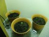 6 days after sprout , new bucket.jpg