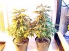bugscreen-albums-first-grow-picture33905-100-4085.jpg