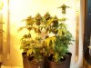 bugscreen-albums-first-grow-picture33922-100-4102.jpg