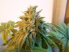 bugscreen-albums-first-grow-picture33914-100-4094.jpg