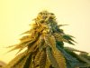 bugscreen-albums-first-grow-picture33913-100-4093.jpg