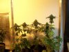 bugscreen-albums-first-grow-picture33909-100-4089.jpg