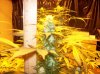 plant pics 004.jpg