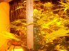 plant pics 005.jpg