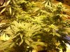 plant pics 010.jpg