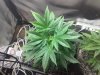 bluecheese2.jpg