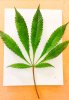 leaf.jpg