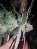 IMG_20160115_074957.jpg